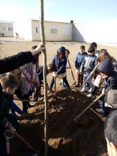 Els infantss del cicle mitjà de l'escola pública Mont-roig de Balaguer planten les moreres al pati de l'escola. El primer repte per tenir ombra.